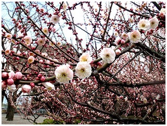 梅 開花,梅まつり,福岡 梅まつり