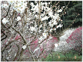 梅 開花,梅まつり,福岡 梅まつり