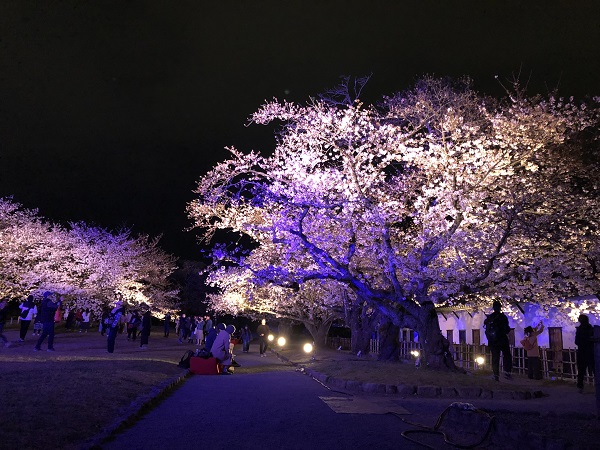 福岡城さくらまつりの特別有料ライトアップ