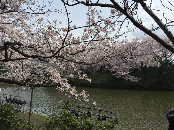 福岡桜,花見,舞鶴公園