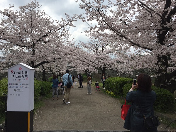 福岡桜,花見,舞鶴公園