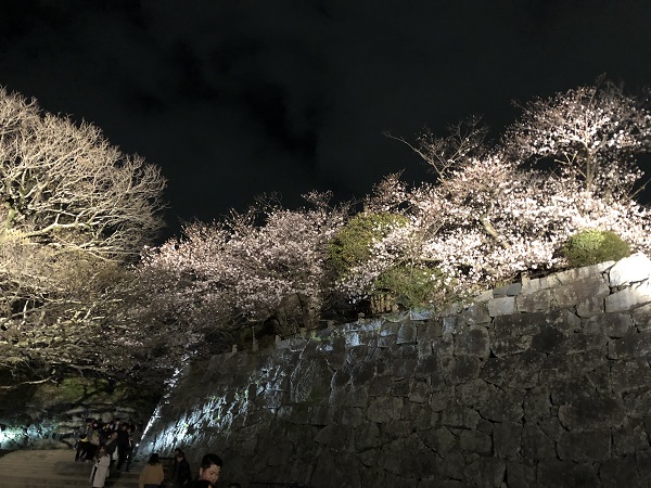 舞鶴公園 花見 夜桜 ライトアップ